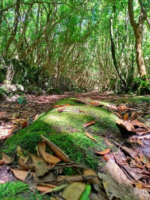 1-day jeep tour on Pico Island - Azores - Prainha viewpoint and the short nature trail you will actually finish