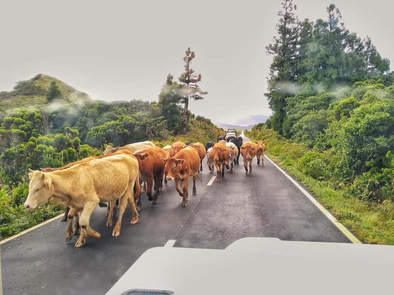 1-day jeep tour on Pico Island - Azores - The Volcano House, guided tour, and the earthquake simulator that makes geology personal