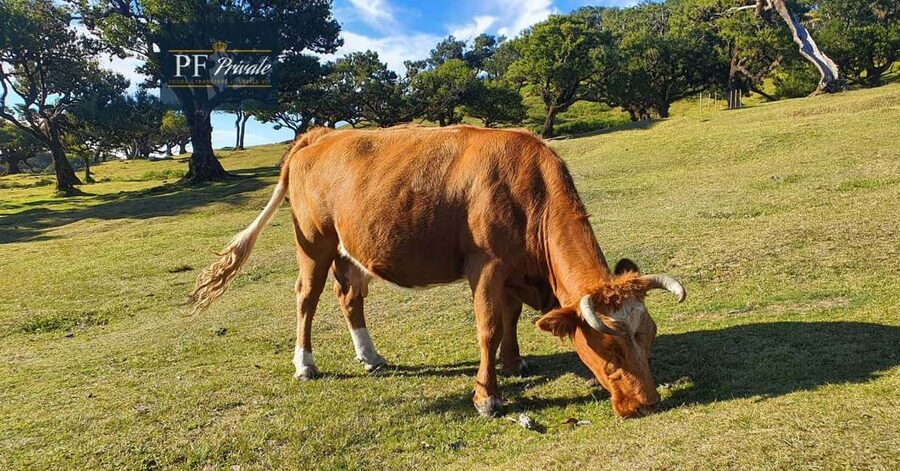 2-Day Madeira Tour: East & West with Local Guide & Tastings - Who this tour fits best