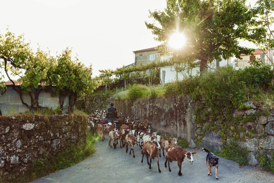 2h Quad Tour • Arcos de Valdevez • Peneda Gerês - Price and Value: What $128 Per Group Covers