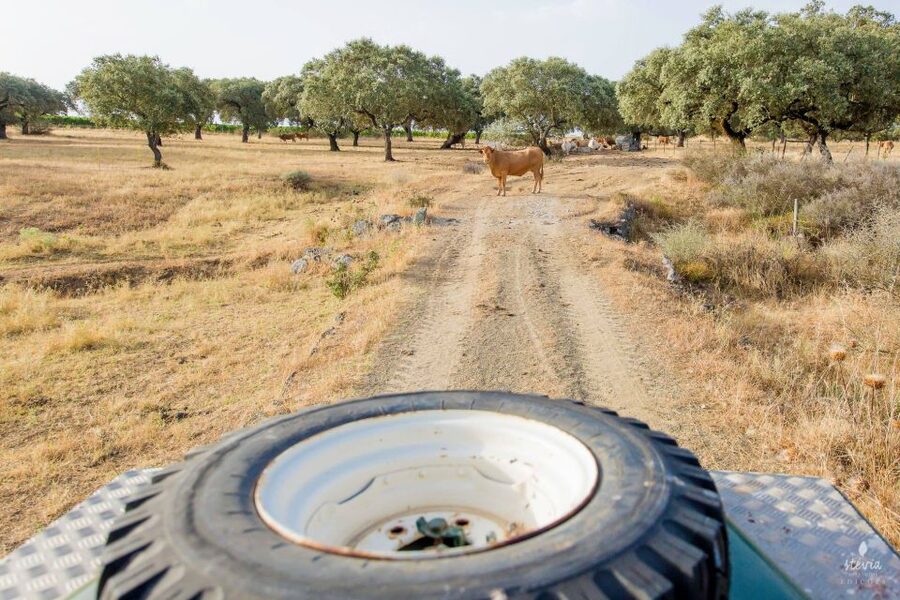 2hr Cork Safari in a Classical Land Rover - Farm Life Beyond Cork: Sheep, Vineyards, Olives, and Birds