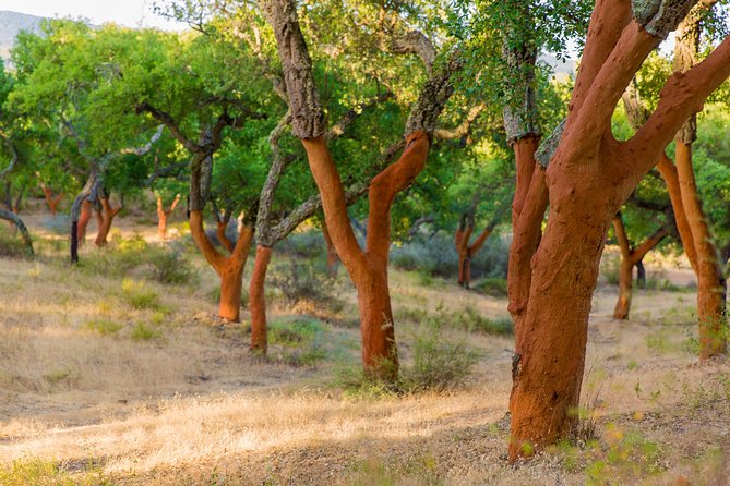 2hr Cork Safari in a Classical Land Rover - Two Hours in a Classic Land Rover Through the Cork Forest