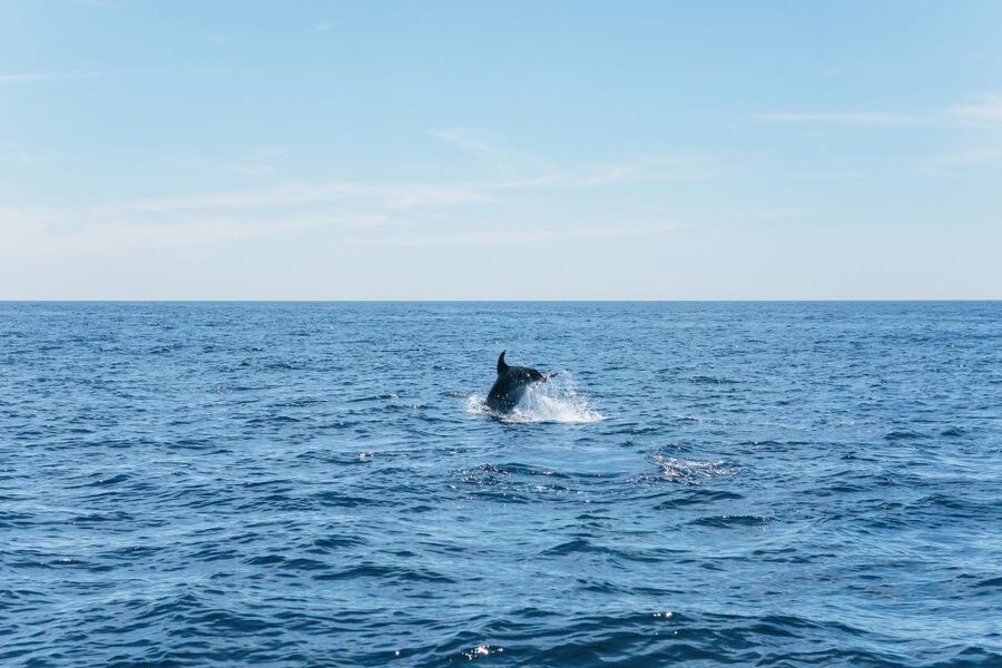 Albufeira: 2.5-Hour Benagil Caves & Dolphin Watching - Who should book this, and who should skip it