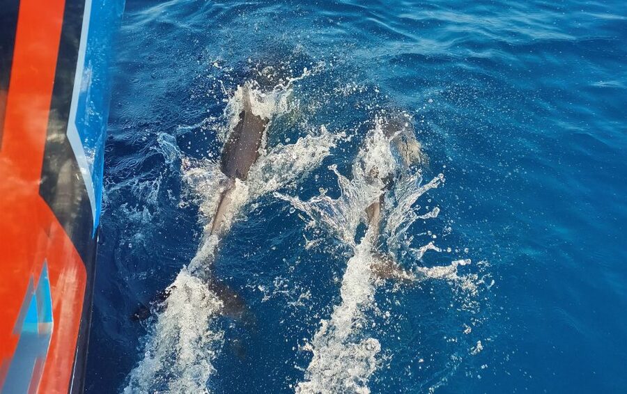 Albufeira: 2.5-Hour Dolphin Watching and Caves Trip - Key Highlights That Make This Trip Worth Your Time