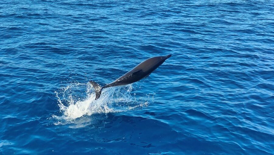 Albufeira: 2.5-Hour Dolphin Watching and Caves Trip - Practical Tips So Your Day Goes Smoothly