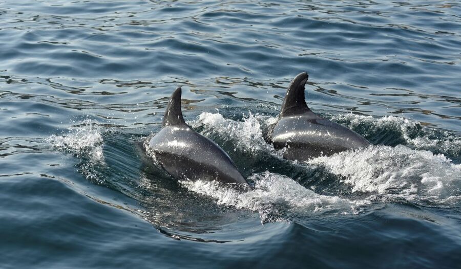 Albufeira: 2.5-Hour Dolphin Watching and Caves Trip - The Optional Atlantic Swim Stop: When It Happens And What To Know
