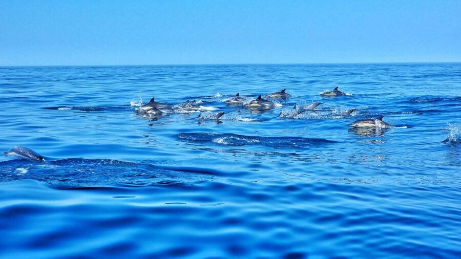 Albufeira: Benagil Cave and Dolphin Sightseeing Boat Cruise - Senhora da Rocha beach: caves and gold sand for your camera