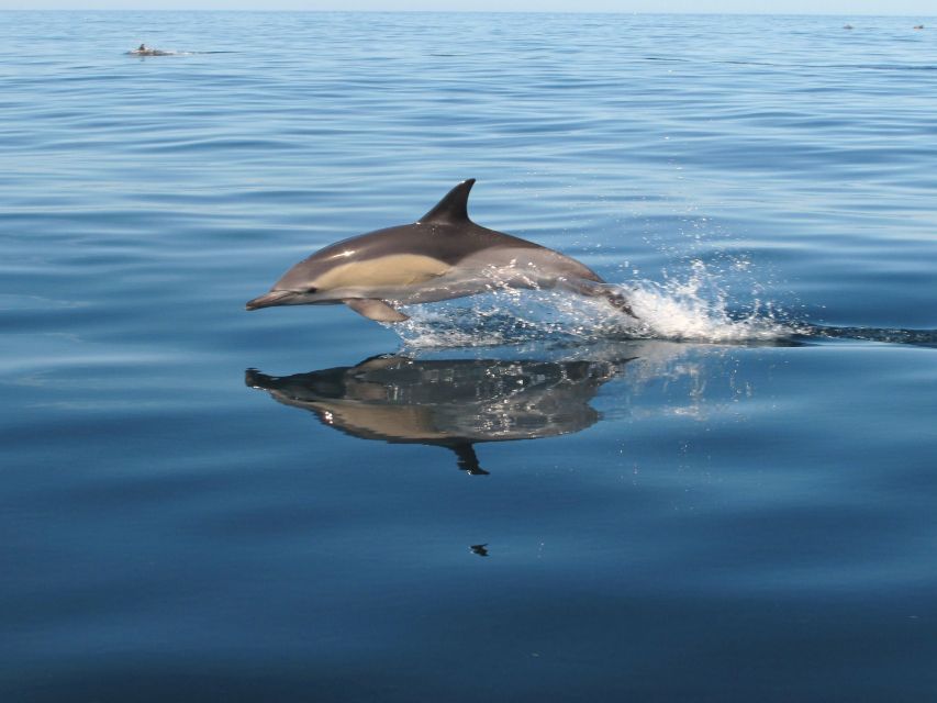 Albufeira: Benagil Cave and Dolphin Sightseeing Boat Cruise - Albandeira caves and rock formations, plus Marinha Beach