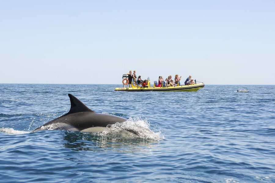Albufeira: Benagil Caves & Dolphin Watching Speed Boat Tour - Should You Book the Albufeira Benagil Caves and Dolphin Speed Boat Tour?