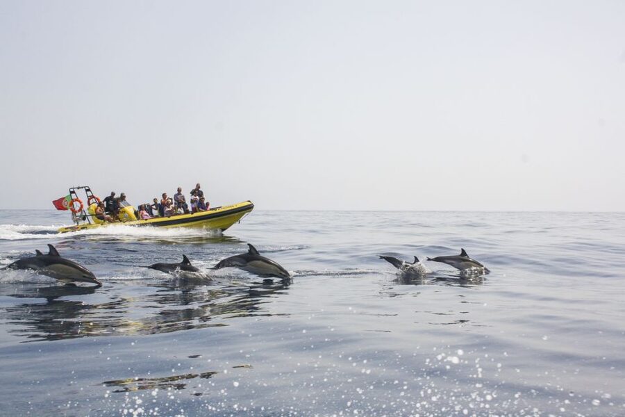 Albufeira: Benagil Caves & Dolphin Watching Speed Boat Tour - The Cruise Along the Algarve: What You See Before Benagil