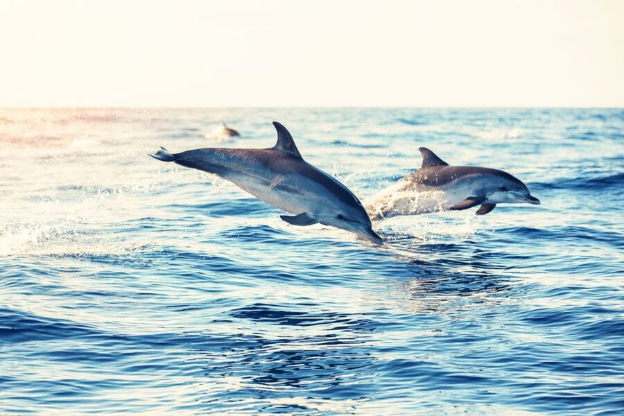 Albufeira: Benagil Caves & Dolphin Watching Speed Boat Tour - Guides, Skippers, and the Boat Feel You Will Notice Fast