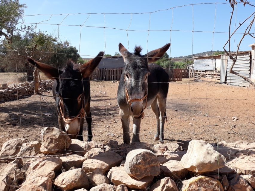 Albufeira Countryside Tuk Tuk Tour - Why this Tuk Tuk route feels like the real Algarve