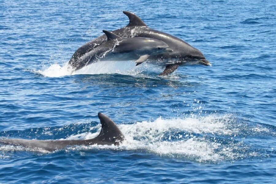 Albufeira: Dolphin Watching and Benagil Cave - Key things to know before you go