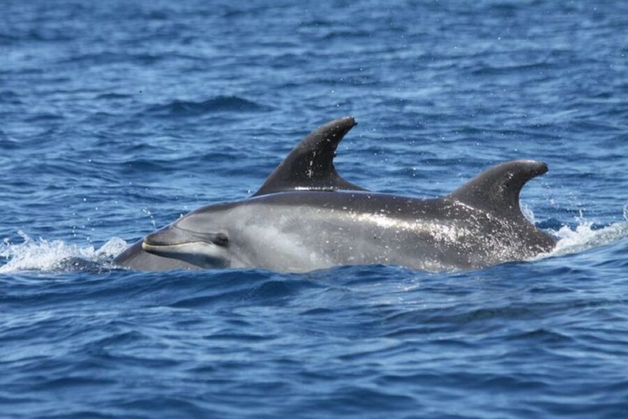 Albufeira: Dolphin Watching and Benagil Cave - What to Pack, What to Wear, and How to Get Better Photos