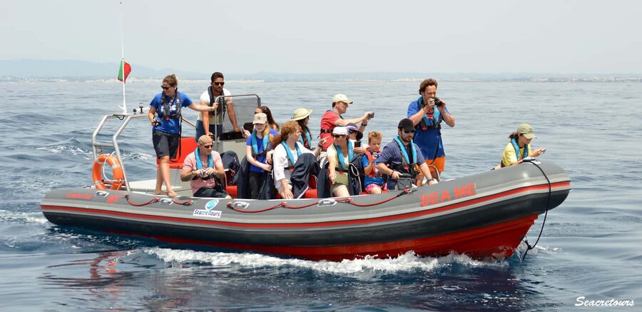 Albufeira: Dolphin Watching and Benagil Cave Boat Cruise - Key things to know before you go