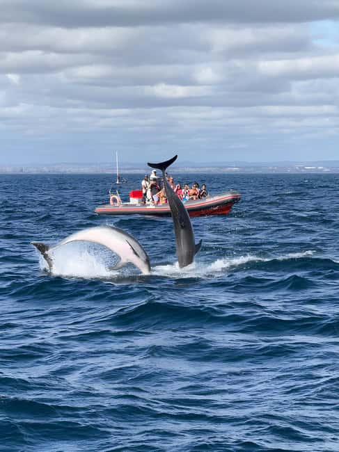 Albufeira: Dolphin Watching and Benagil Cave Boat Cruise - Why this Albufeira dolphin and Benagil cruise feels like good value