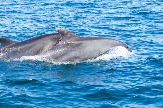 Albufeira: Dolphins and Caves Private Tour - The Algar de Benagil stop: short, ticketed, and built for photos