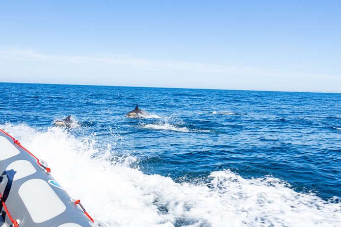 Albufeira: Dolphins and Caves Private Tour - The chance for a swim: when conditions allow