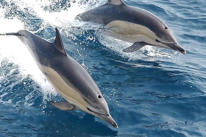 Albufeira: Dolphins and Caves Private Tour - Price and value: $420.08 per group, up to 12 people