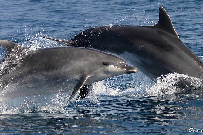 Albufeira: Dolphins and Caves Tour - The Algarve coastline cruise, where dolphins become the main event