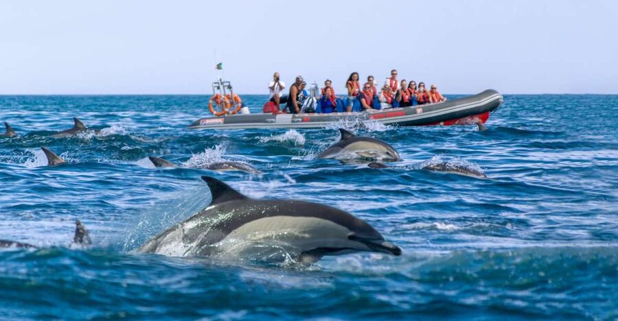 Albufeira: Dolphins & Benagil Caves RIB Tour - FAQ