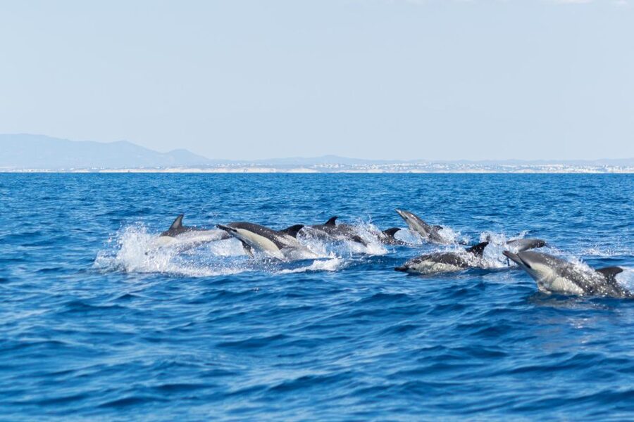 Albufeira: Dolphins & Benagil Caves RIB Tour - Benagil Cave on a RIB: closer feels, shorter time