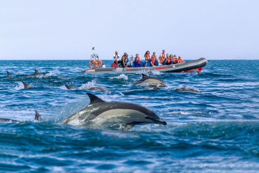 Albufeira: Dolphins & Benagil Caves RIB Tour - Price and value: is $34 a good deal?