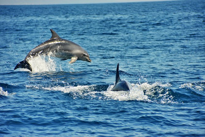 Albufeira Dreamer Boat Trip - Algar de Benagil and Benagil Cave: what you see depends on sea conditions