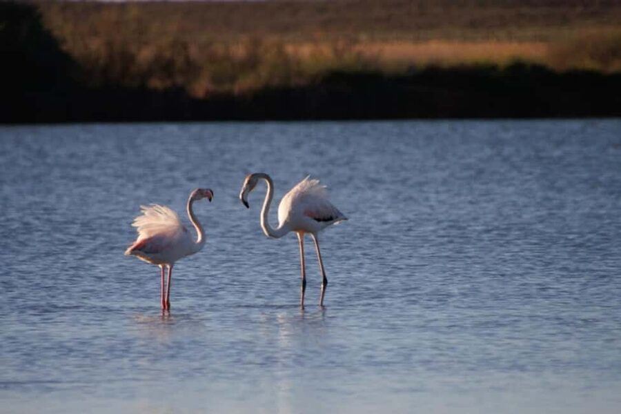 Albufeira: E-Bike tour of Nature Trails and Tradition - Lagoa dos Salgados and Salgados Natural Park, where you ride and watch