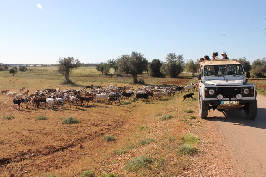 Albufeira: Jeep Safari Half-Day Countryside Tour - Jeep Safari Highlights You’ll Actually Feel