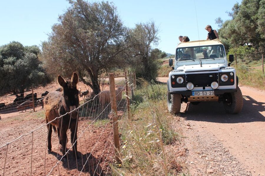Albufeira: Jeep Safari Half-Day Countryside Tour - Laguna Bird Watching: A Quiet Moment Built into the Route