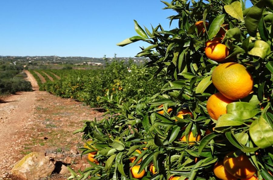 Albufeira: Safari Excursion in the Algarve Mountains - The guides make the day: names you might meet