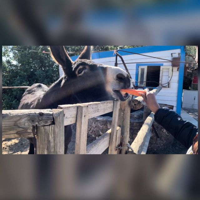 Albufeira Safari exploring villages, churches, castle & farm - Timing and logistics: a full 4 hours, no lunch