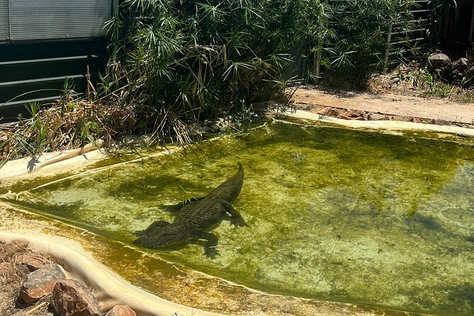 Albufeira Safari w/ Krazy World Visit, Bones & Animals - How This 4.5 Hour Albufeira Safari Works in Real Life