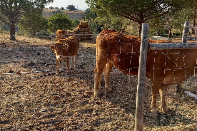 Albufeira Safari w/ Krazy World Visit, Bones & Animals - Krazy World Zoo: Animals You Do Not See Everyday, Plus Pool Time