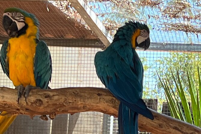 Albufeira Safari w/ Krazy World Visit, Bones & Animals - The Guide Factor: Why Cody’s Style Shows Up in the Reviews
