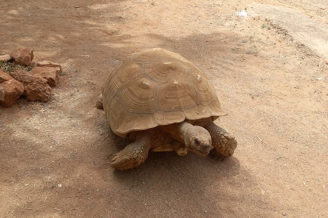 Albufeira Safari w/ Krazy World Visit, Bones & Animals - Price and Value: What $65.90 Really Buys