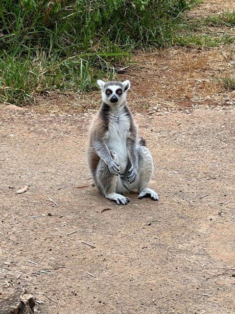 Albufeira Safari with entrance in Krazy World & Bone Chapel - Who should book this tour, and who should skip it
