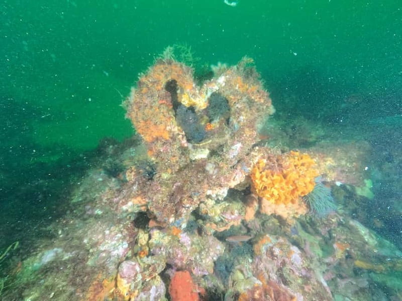 Albufeira: Scuba Diving Experience for Beginners - The boat trip and your first open-water sea session to 12 meters