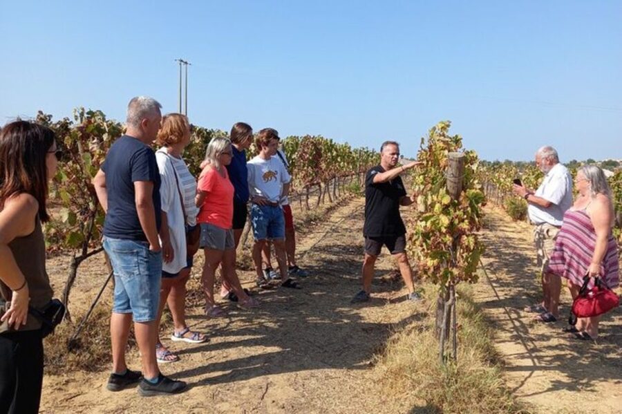 Albufeira/Vilamoura: Winery Tour with Wine Tasting and Tapas - How the 3-Hour Format Works, Albufeira Or Vilamoura Pickup