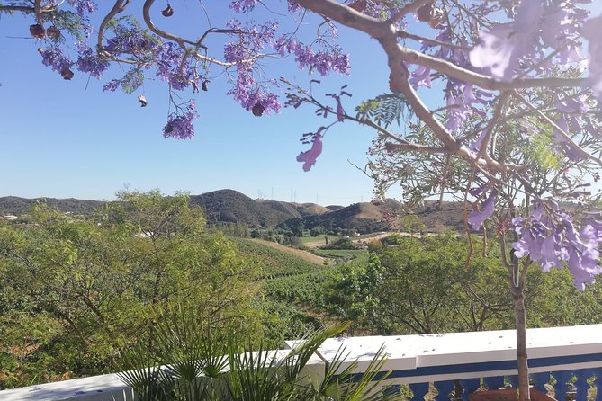 Albufeira Wine Tasting: Boutique Winery Tour & Historic Silves - The tasting flight: red, white, rosé, and what to look for