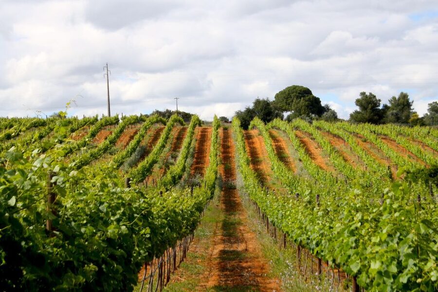 Algarve: 3 Types of Wine Tastings with Vineyard Views - Key highlights to look for