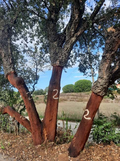 Algarve: 4x4 Safari Tour - from Coastal Wonders to Rural Treasures - Silves, the 1189 Moor-era conquest, and castle-town pacing