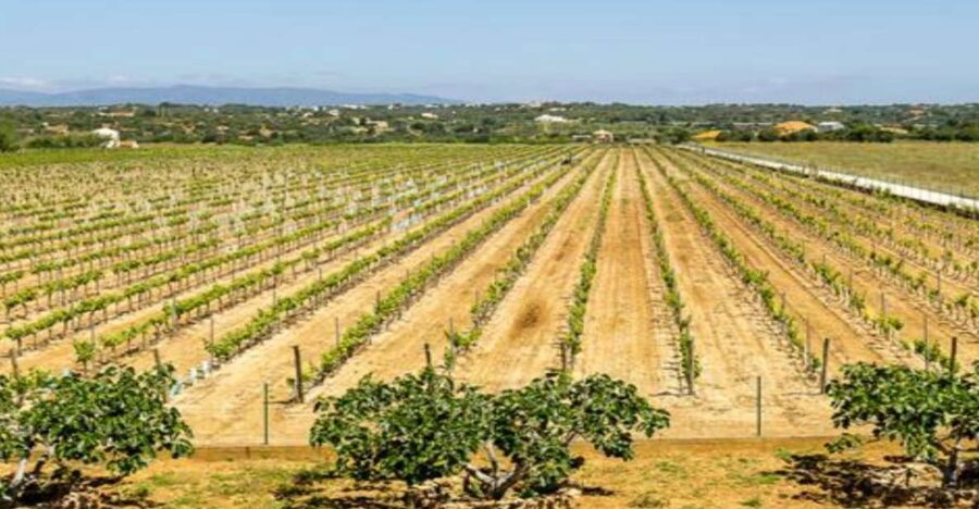 Algarve: Classic Wine Tour & Tasting in Silves - Vineyard Walk and the Production Spaces That Explain the Wine