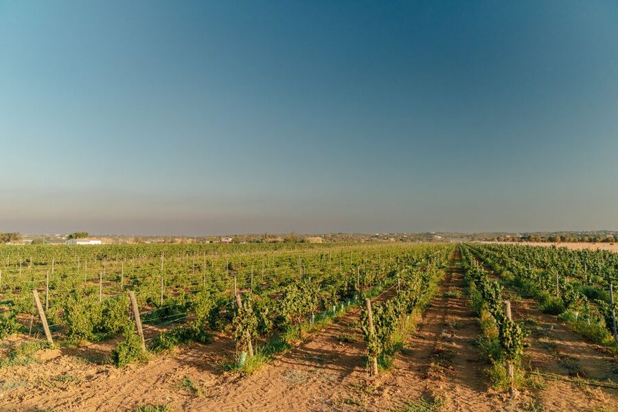 Algarve: Classic Wine Tour & Tasting in Silves - What You Will Learn About Algarve Grapes (Beyond the Basics)