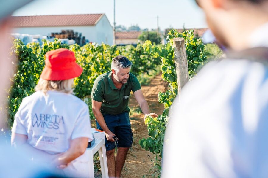Algarve: Classic Wine Tour & Tasting in Silves - Who This Wine Tour Suits Best