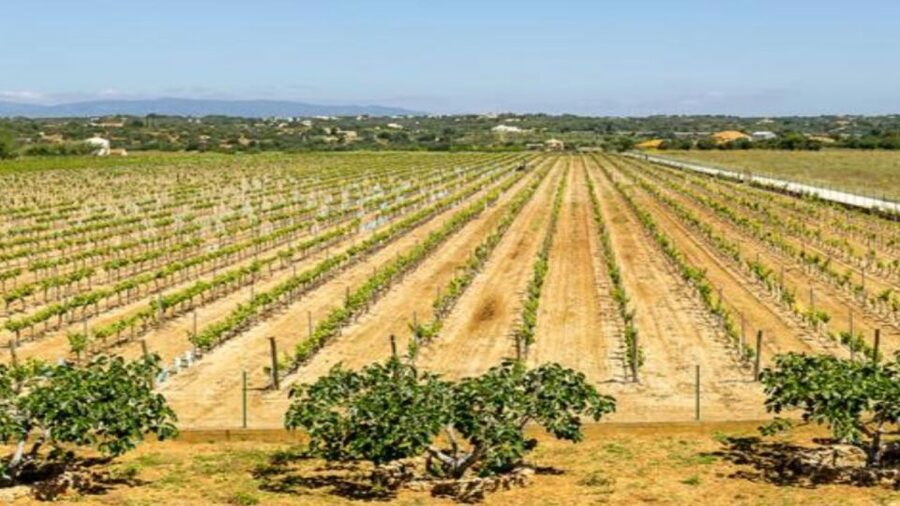 Algarve: Classic Wine Tour & Tasting in Silves - The 1.5 Hour Flow: Tour First, Then a Proper Tasting