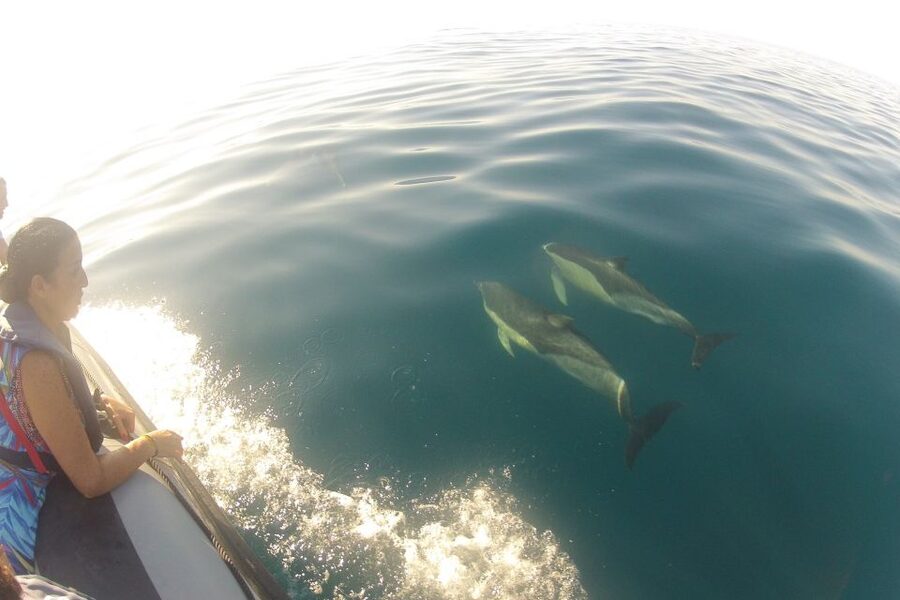 Algarve Dolphin Watching & Marine Life Eco Tour - Key highlights