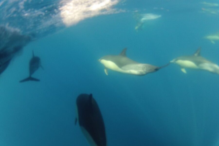 Algarve Dolphin Watching & Marine Life Eco Tour - Price and value: what $64 buys you in real terms