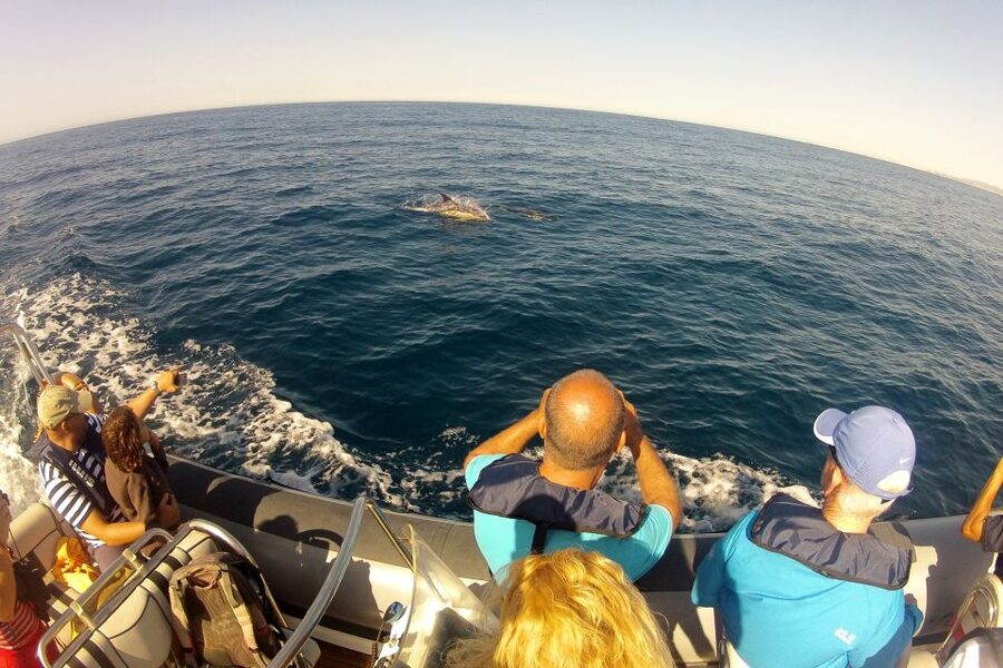Algarve Dolphin Watching & Marine Life Eco Tour - Ria Formosa to the open Atlantic: why this route matters
